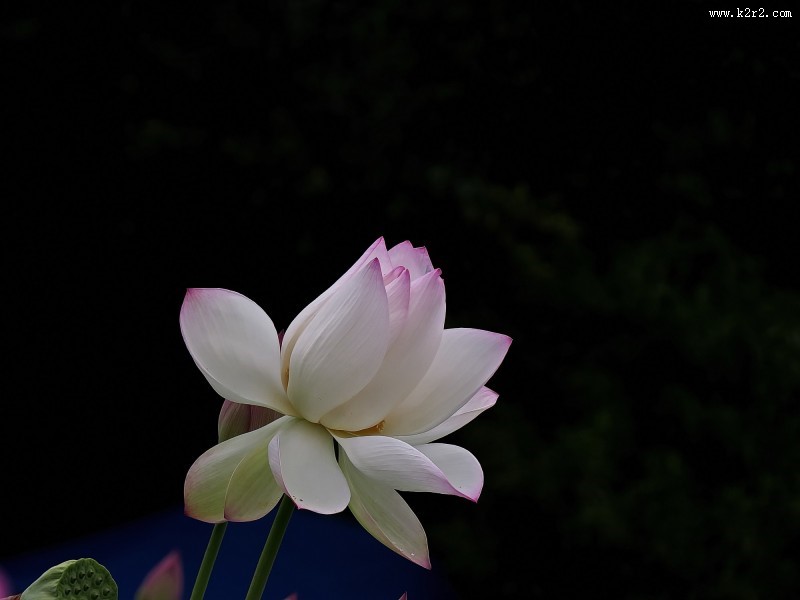 柔美的荷花图片