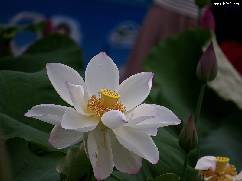 柔美的荷花图片