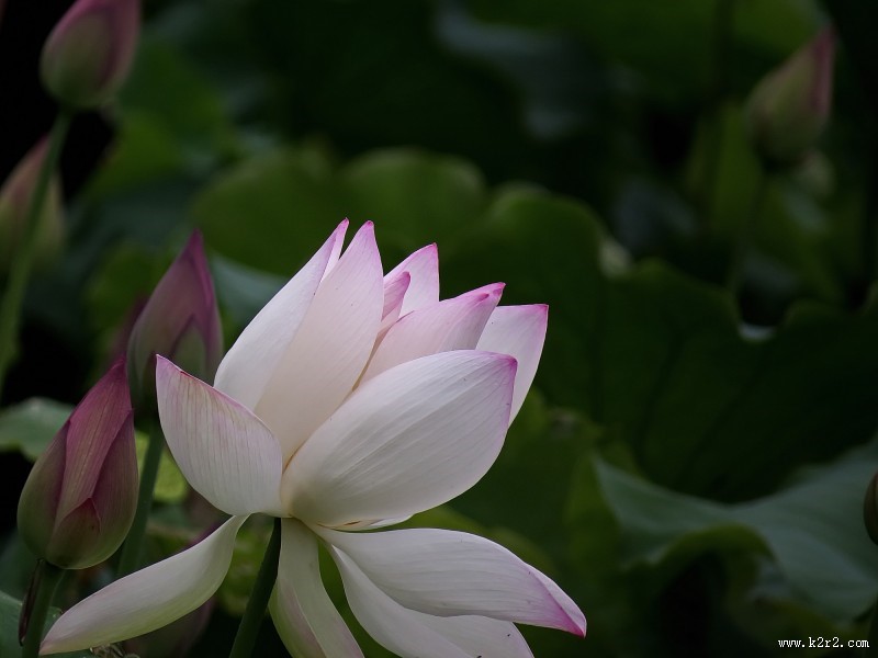 柔美的荷花图片