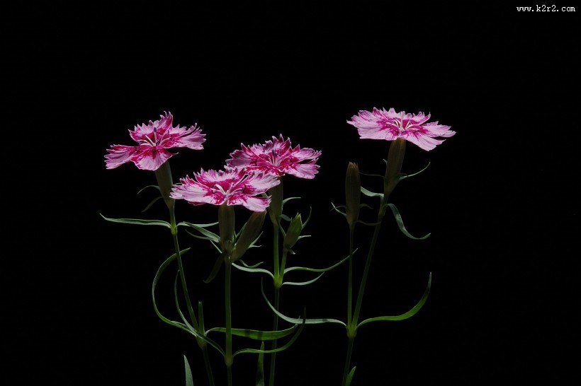 石竹花图片大全