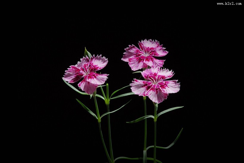 石竹花图片大全