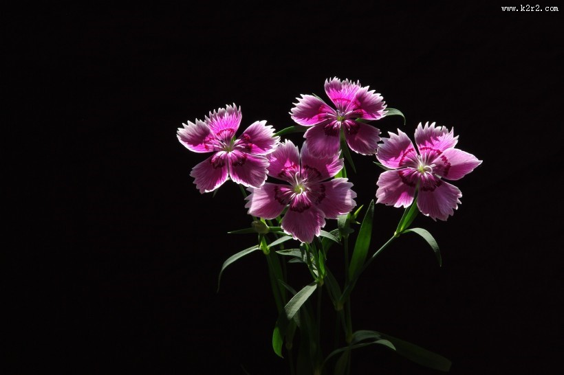 石竹花图片大全