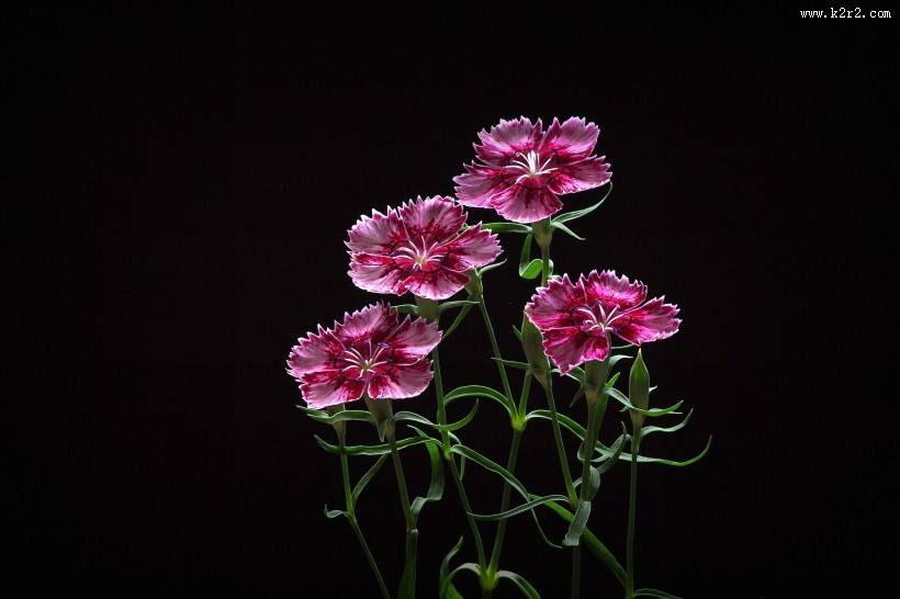 石竹花图片大全