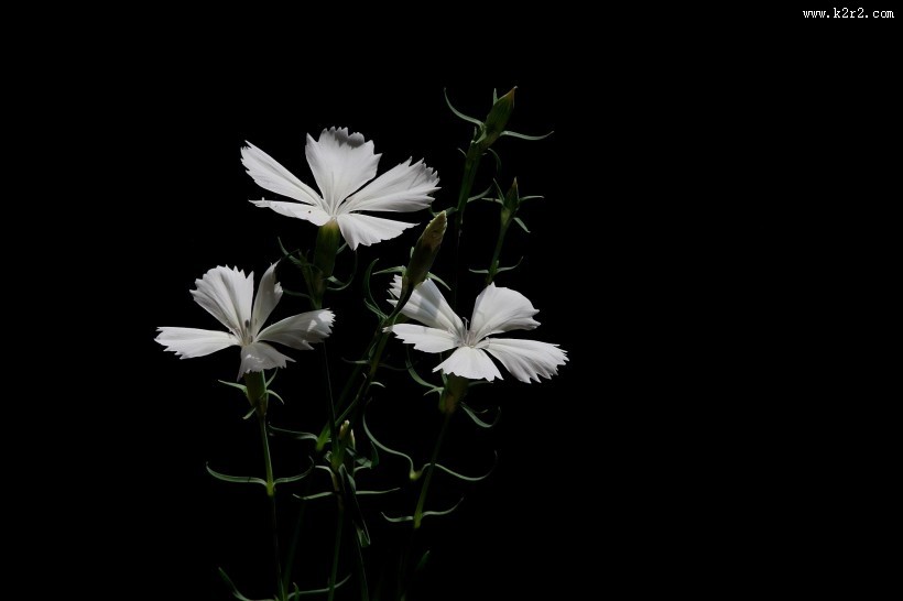 石竹花图片大全