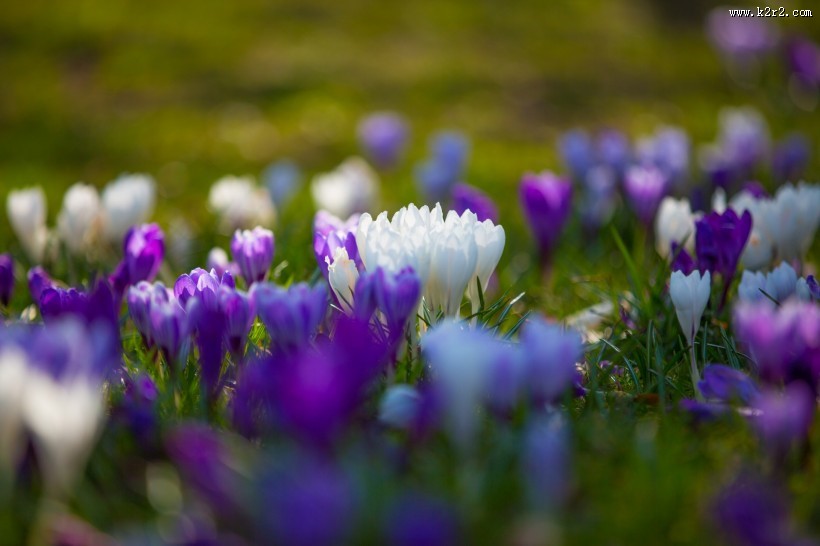 藏红花图片大全