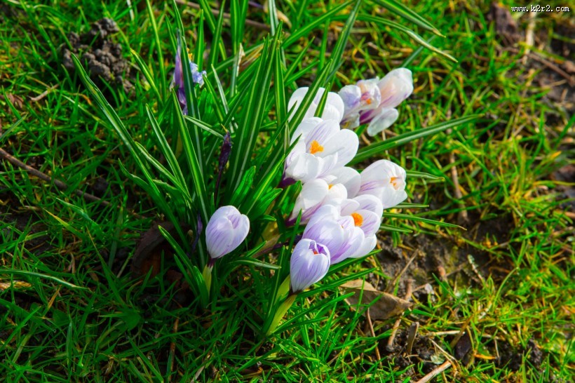 藏红花图片大全