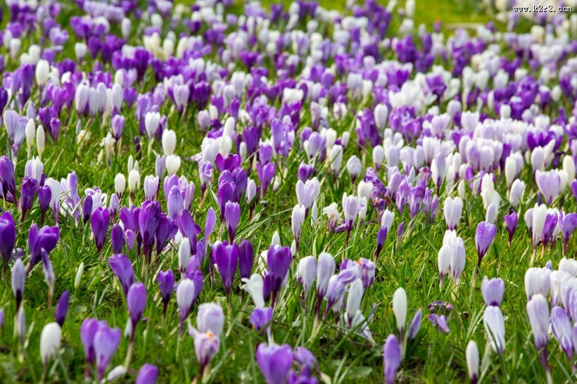 藏红花图片大全