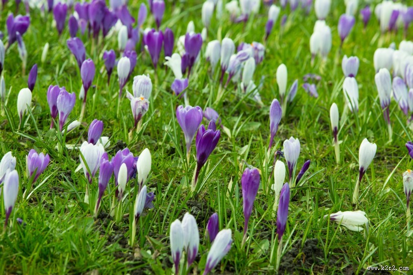 藏红花图片大全