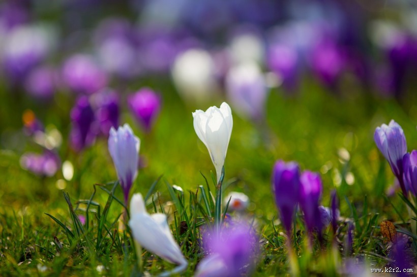 藏红花图片大全