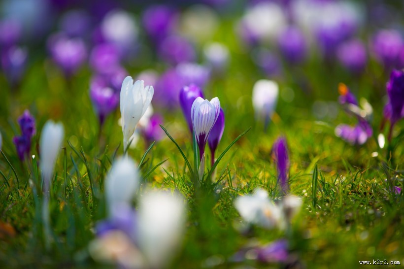 藏红花图片大全