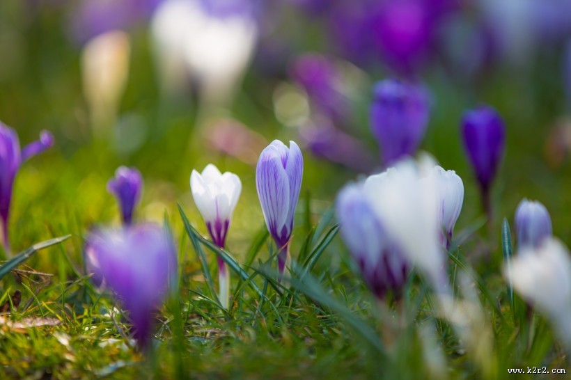 藏红花图片大全