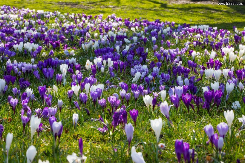 藏红花图片大全