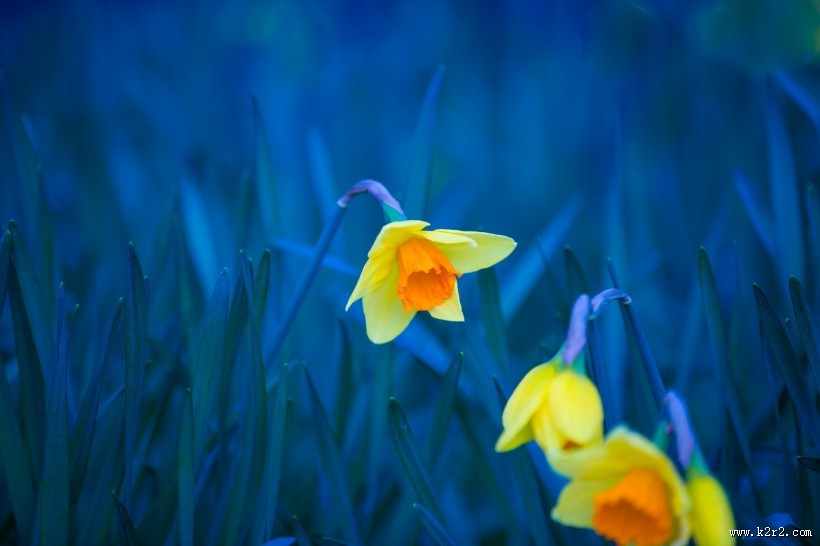 水仙花图片大全