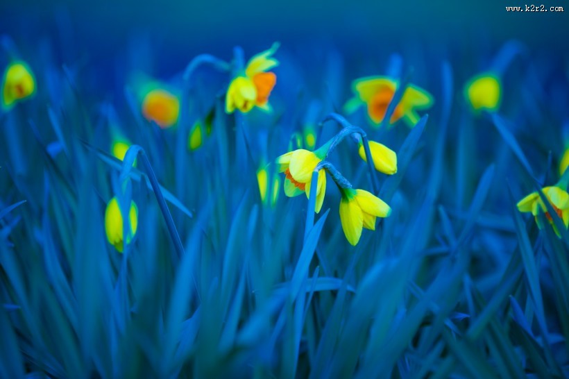 水仙花图片大全