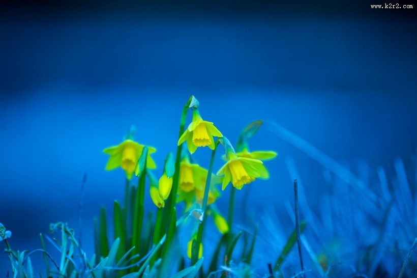 水仙花图片大全