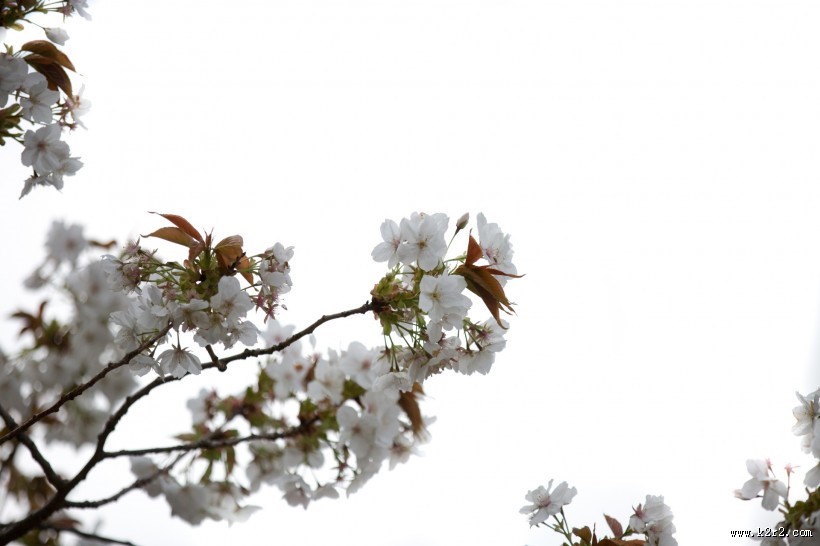 白色樱花图片大全