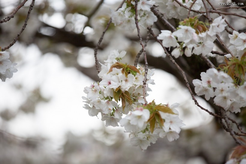 白色樱花图片大全