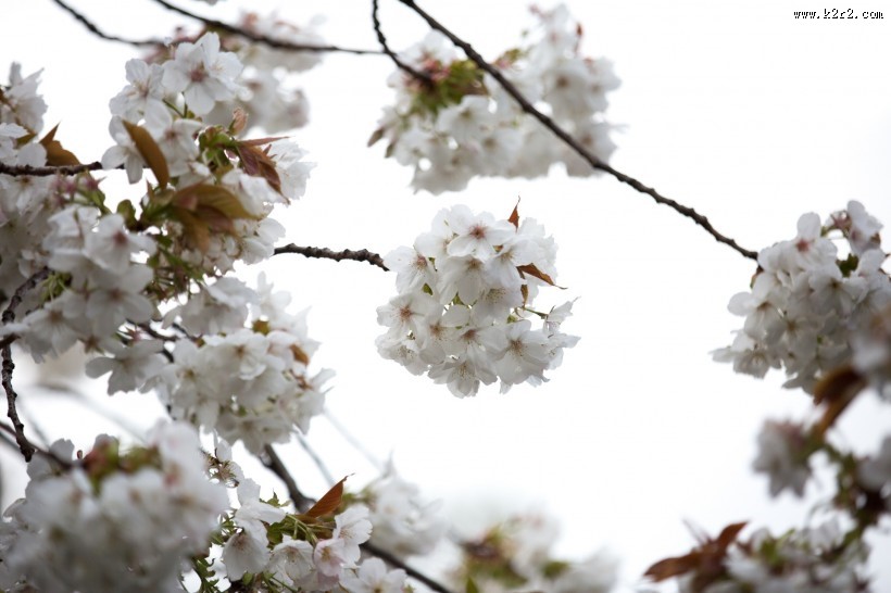 白色樱花图片大全