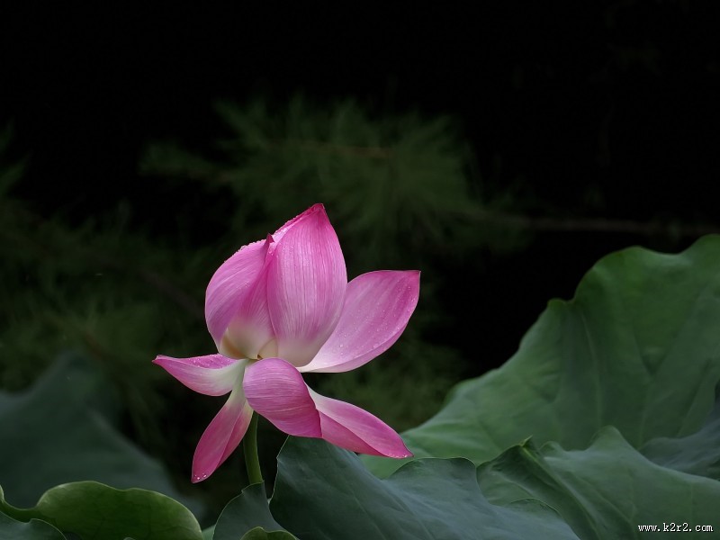 妩媚的粉色荷花图片