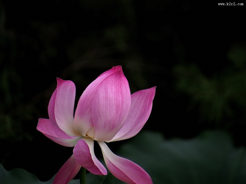 妩媚的粉色荷花图片