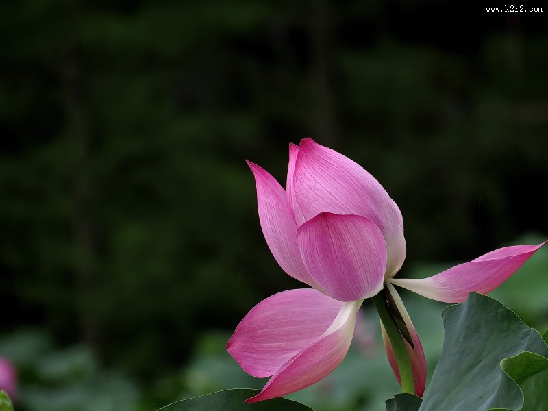 妩媚的粉色荷花图片