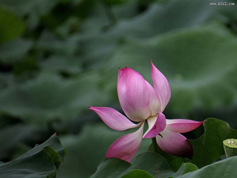 妩媚的粉色荷花图片