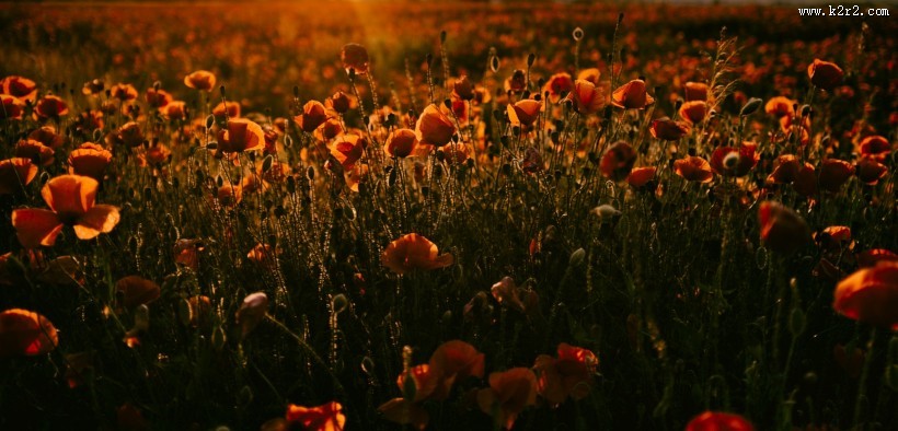 罂粟图片