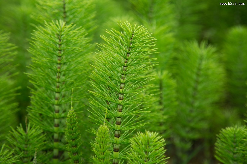 绿色植物图片大全