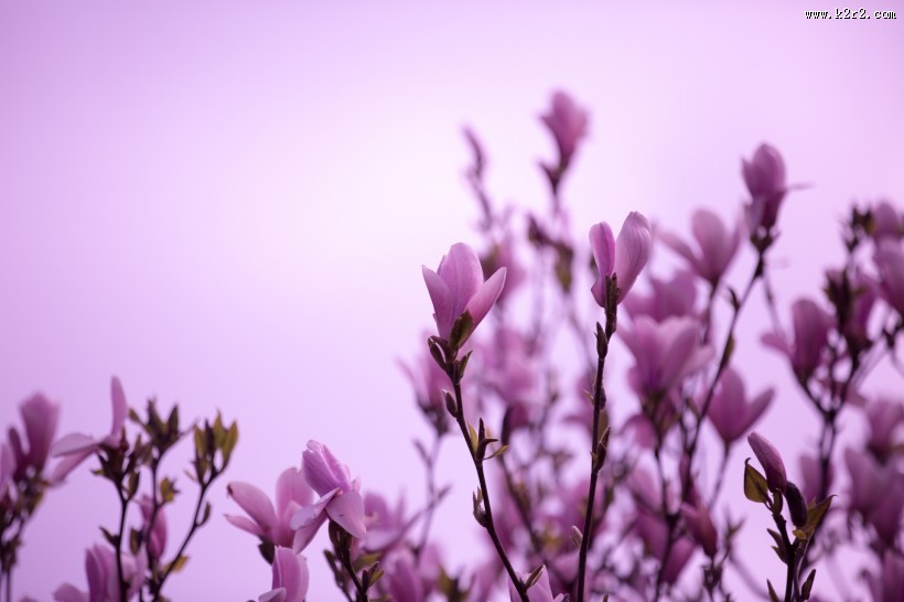 粉色玉兰花图片