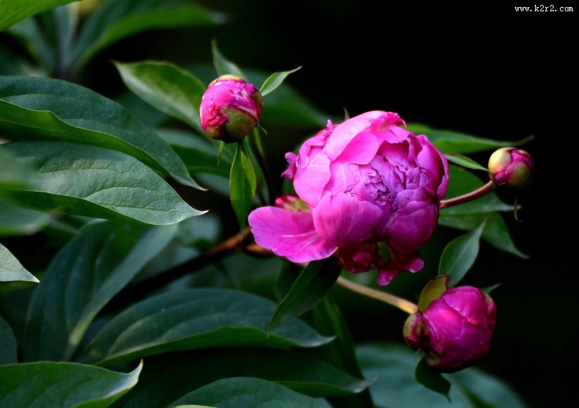 紫色芍药花图片