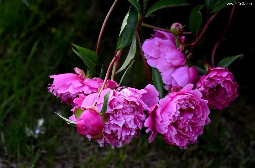 紫色芍药花图片