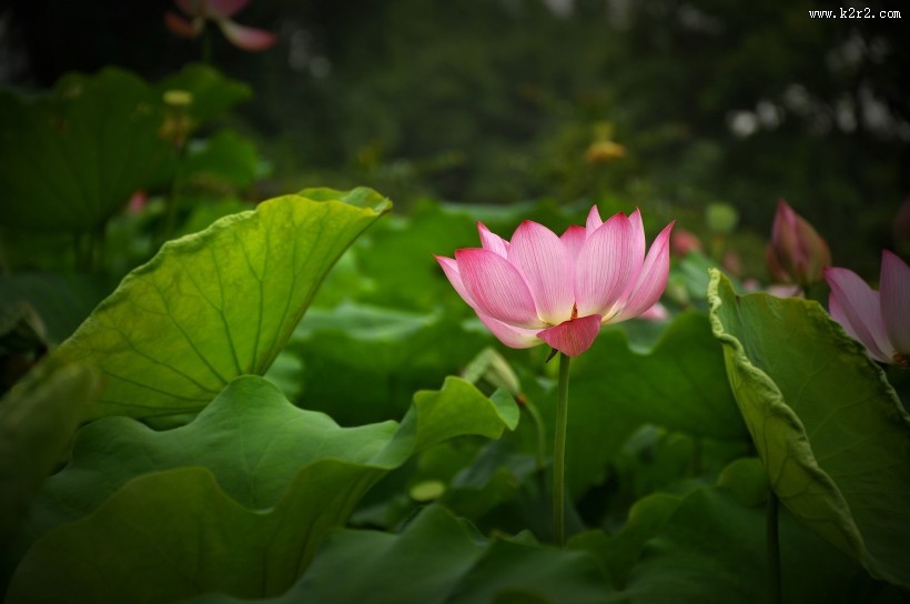 风雨中荷花图片大全