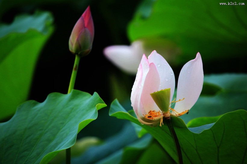 粉嫩荷花图片