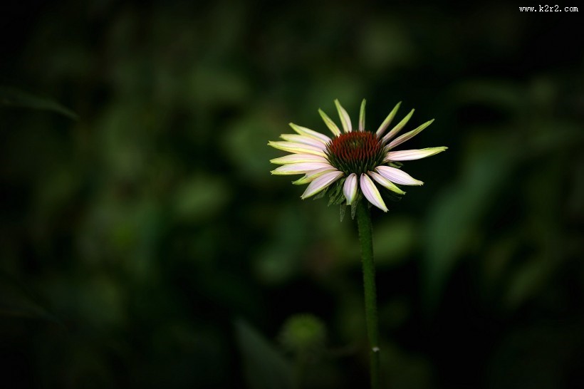 松果菊图片大全