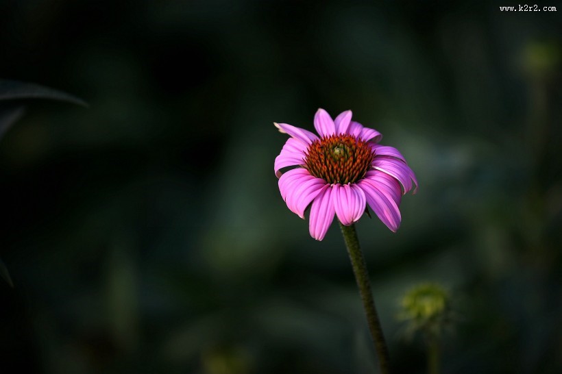 松果菊图片大全
