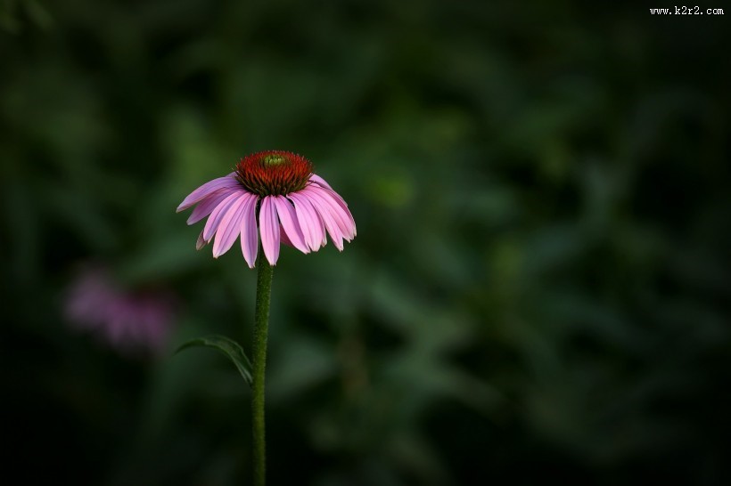 松果菊图片大全