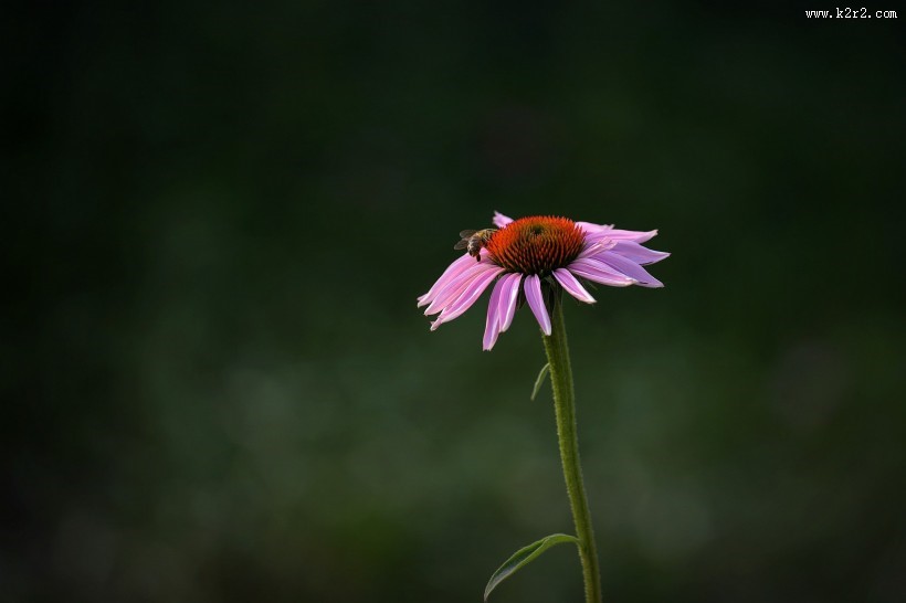松果菊图片大全