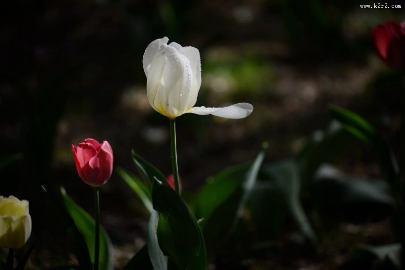 郁金香图片大全