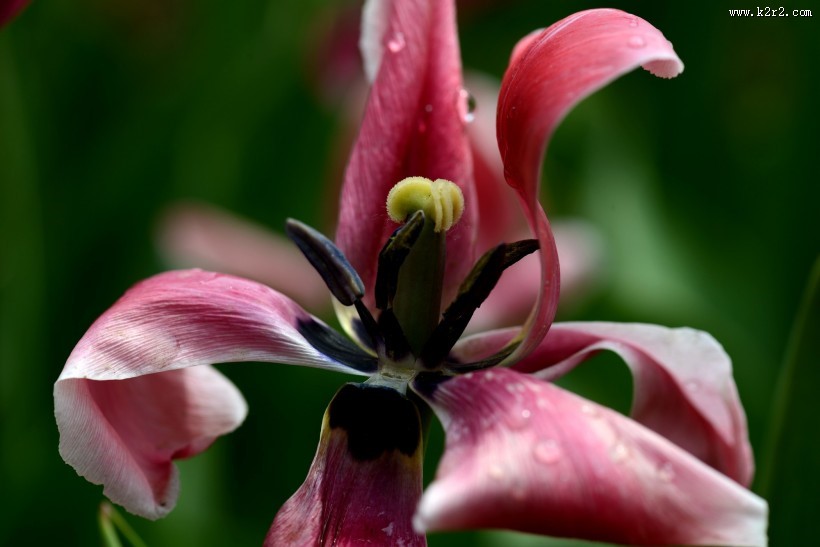 郁金香图片大全