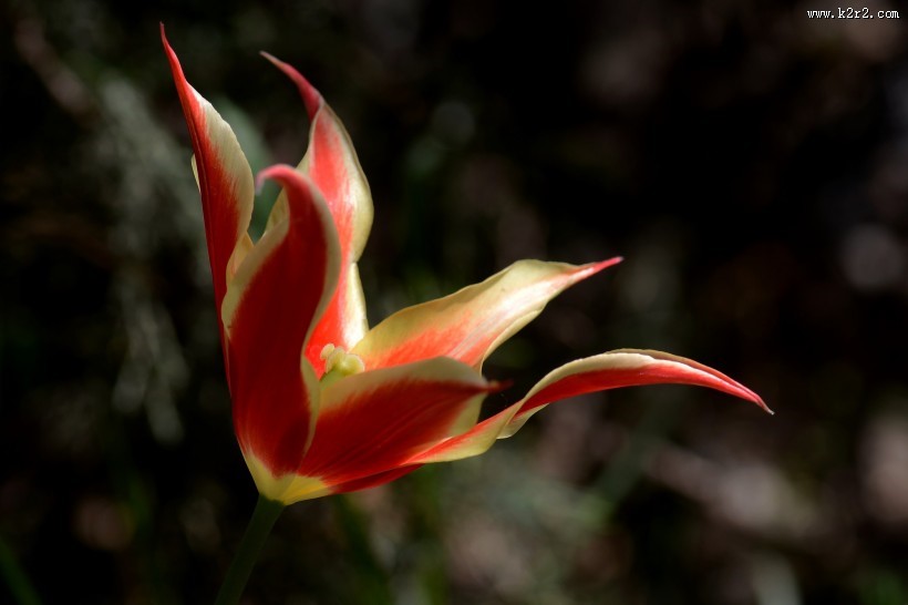 郁金香图片大全