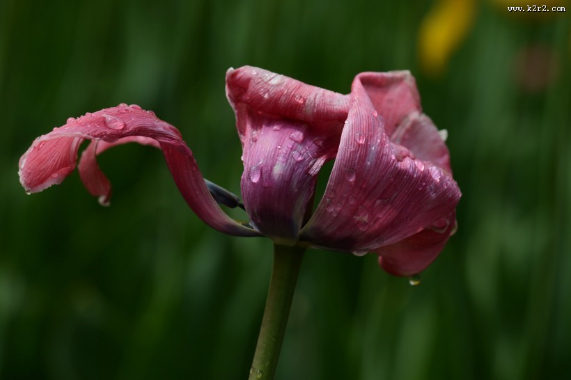 郁金香图片大全
