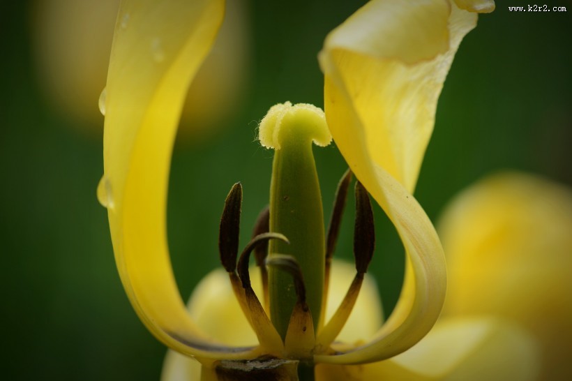 郁金香图片大全