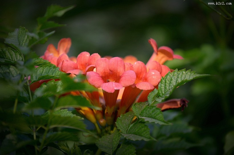 凌霄花图片大全