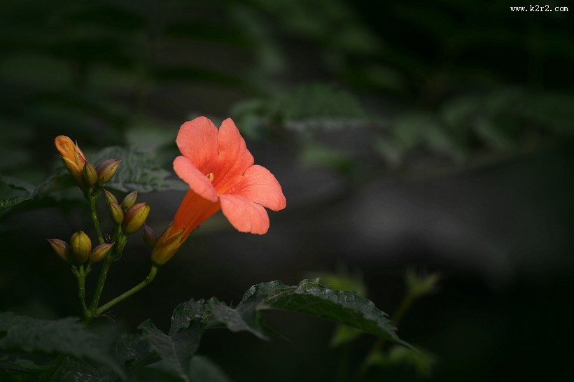 凌霄花图片大全