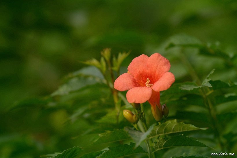 凌霄花图片大全