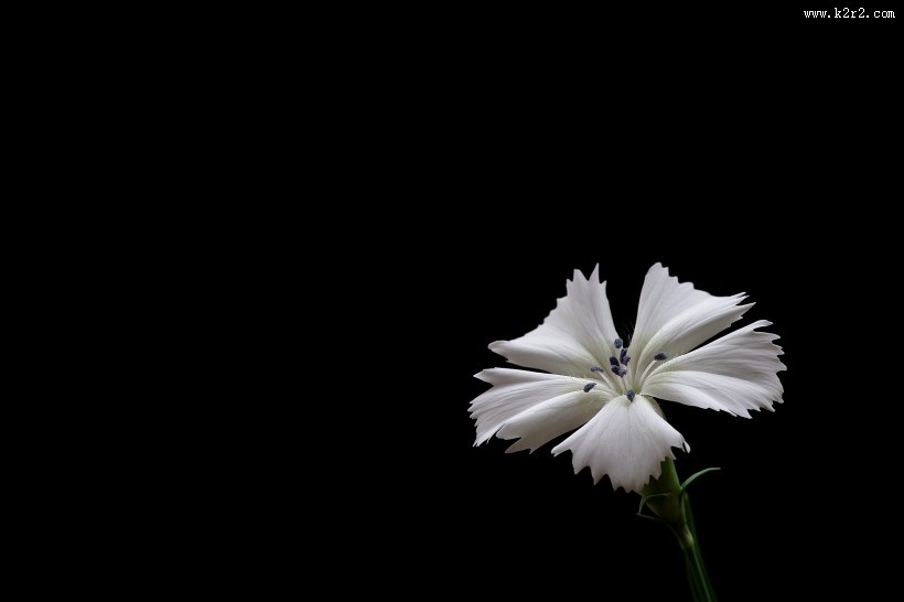 白色石竹花图片