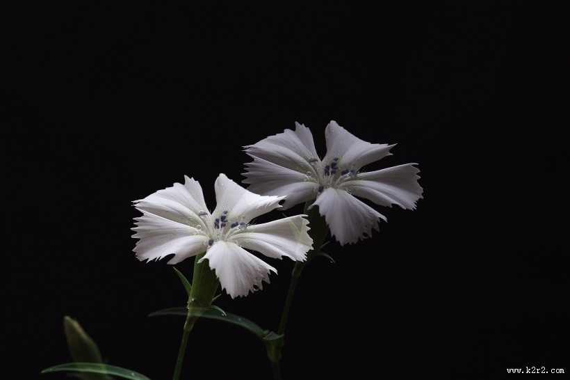 白色石竹花图片