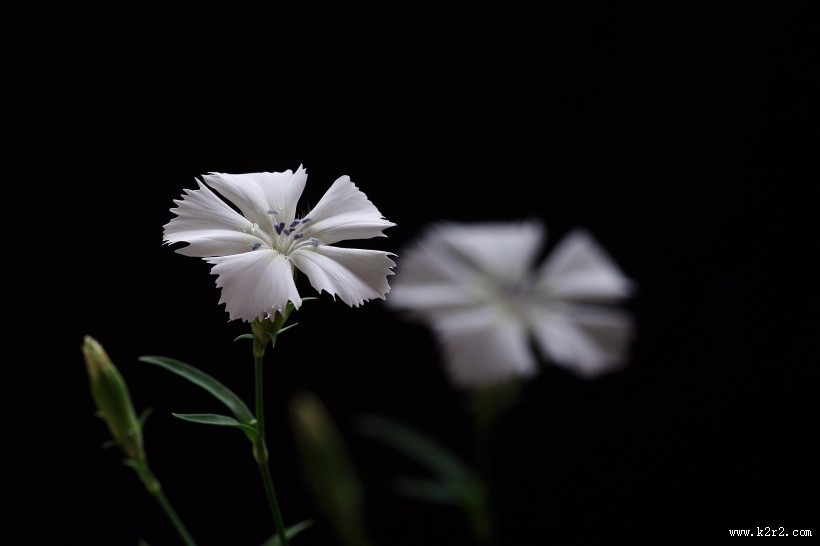 白色石竹花图片