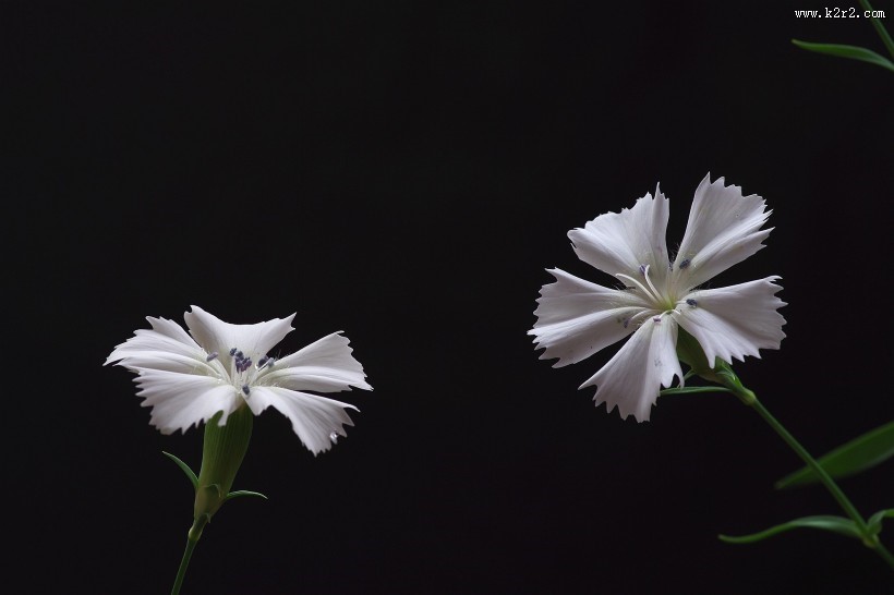 白色石竹花图片