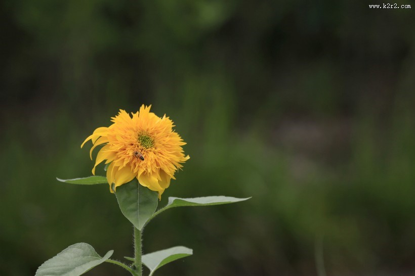 向日葵图片大全